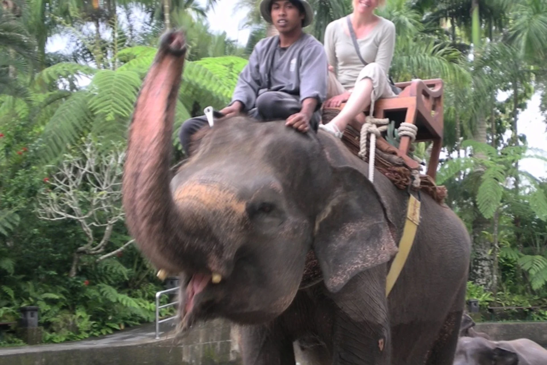 Elephant riding___